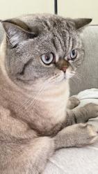 Reunited Male Cat last seen 32nd and Geary blvd, San Francisco, CA 94121
