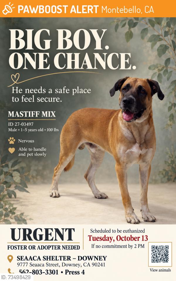 Found/Stray Male Dog last seen SEAACA Shelter Downey, Montebello, CA 90640