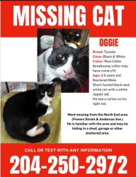Lost Male Cat last seen Powers street and Anderson, Winnipeg, MB R2W 4R4