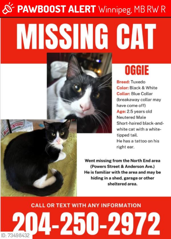 Lost Male Cat last seen Powers street and Anderson, Winnipeg, MB R2W 4R4