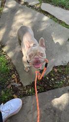 Reunited Female Dog last seen 1st and Rhode Island Ave NW, Washington, DC 20001