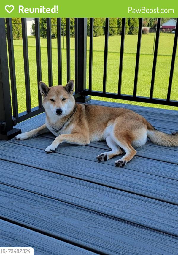 Reunited Male Dog last seen Behind Post Office in Erwin, NC, Erwin, NC 28339