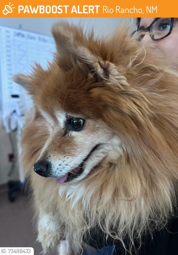 Found/Stray Female Dog last seen Westside and Unser, Rio Rancho, NM 87124