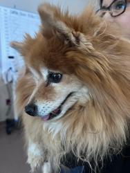Found/Stray Female Dog last seen Westside and Unser, Rio Rancho, NM 87124