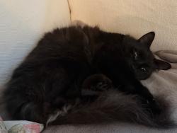 Reunited Male Cat last seen Fieldfare, Woodland, Basswood, Beaconsfield, QC H9W 3H3