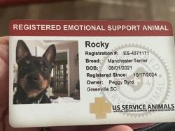 Lost Male Dog last seen Big Creek Lane and Piedmont Hwy, Piedmont, SC 29673