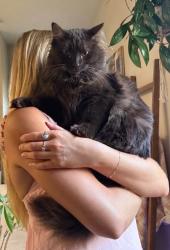 Reunited Male Cat last seen Near Honeylocust St, Bel Aire, KS 67226, USA, Bel Aire, KS 67226