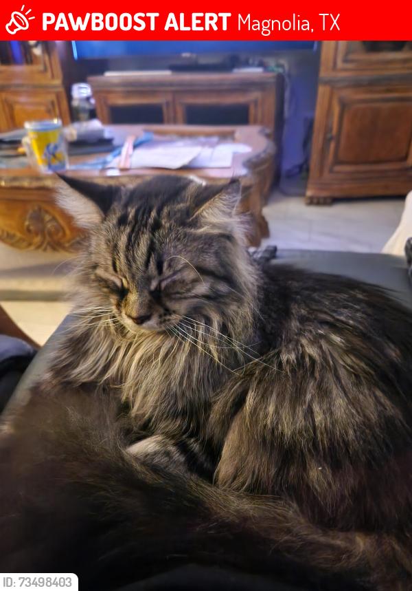 Lost Male Cat last seen Windy Knoll Farm, Magnolia, TX 77355