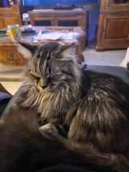 Lost Male Cat last seen Windy Knoll Farm, Magnolia, TX 77355