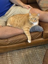 Lost Male Cat last seen Alhambra Drive and Galacia Drive in the Balcones Woods Subdivision, Austin, TX 78759