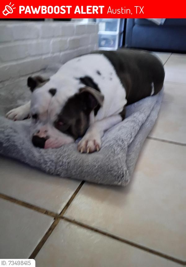 Lost Male Dog last seen West Parmer Lane and Lamplight Village Cir Austin TX, Austin, TX 78727