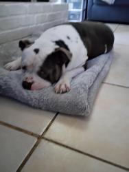 Lost Male Dog last seen West Parmer Lane and Lamplight Village Cir Austin TX, Austin, TX 78727