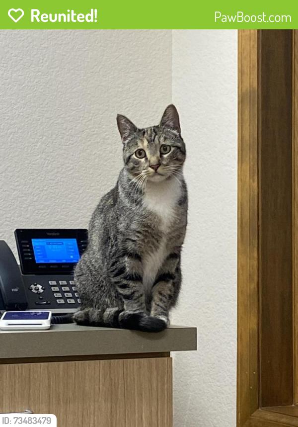 Reunited Unknown Cat last seen Parkland Street and Uptown Ave Broomfield, Broomfield, CO 80021