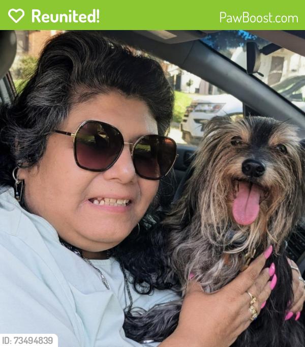Reunited Male Dog last seen Springfield and Wrightwood, Chicago, IL 60647