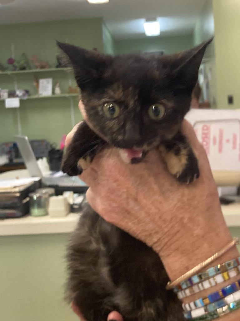 Shelter Stray Female Cat last seen Out of Town, 211 Kind Hearts Wy, Burnsville, NC 28714, USA
