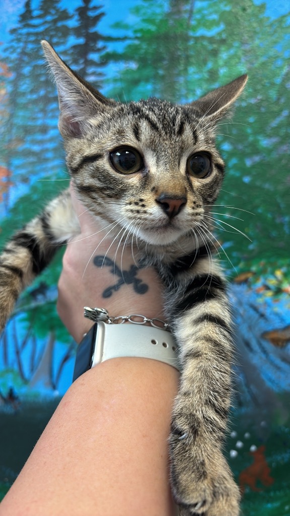 Shelter Stray Male Cat last seen Bexar County, 3353 Morningside Dr, New Braunfels, TX 78132, USA