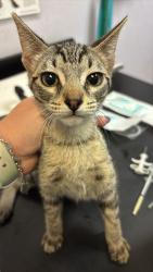 Shelter Stray Female Cat last seen Bexar County, 3353 Morningside Dr, New Braunfels, TX 78132, USA
