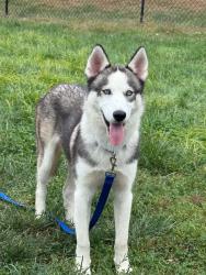 Reunited Male Dog last seen Near Canyon Ct, Southgate, KY 41071, USA, Southgate, KY 41071