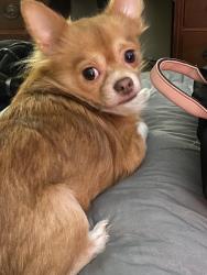 Reunited Male Dog last seen Plantations at Haywood near Haywood Rd and Transit, Greenville, SC 29607