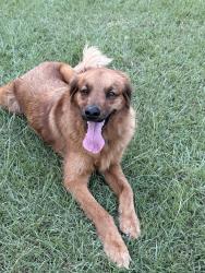Lost Male Dog last seen Pebblecreek Dr and West Bend, Burleson, TX 76028