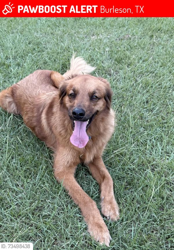 Lost Male Dog last seen Pebblecreek Dr and West Bend, Burleson, TX 76028
