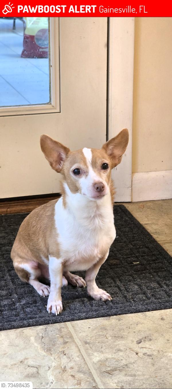 Lost Male Dog last seen 39th Ave, Gainesville, FL 32653