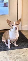 Lost Male Dog last seen 39th Ave, Gainesville, FL 32653