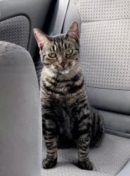 Reunited Female Cat last seen Easton Circle and Alafaya Trail, Oviedo, FL 32765