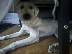 Reunited Male Dog last seen Russell penn ave, Minneapolis, MN 55412