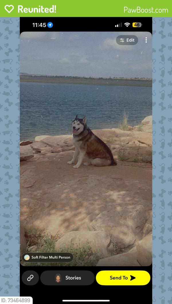 Reunited Female Dog last seen Old coors and Bridge, Albuquerque, NM 87121