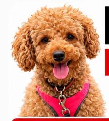Lost Female Dog last seen Pink Hill, Blue Springs, MO 64014