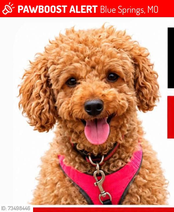 Lost Female Dog last seen Pink Hill, Blue Springs, MO 64014