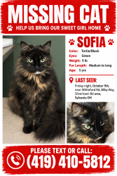 Lost Female Cat last seen Arbor street, Sylvania, OH 43560