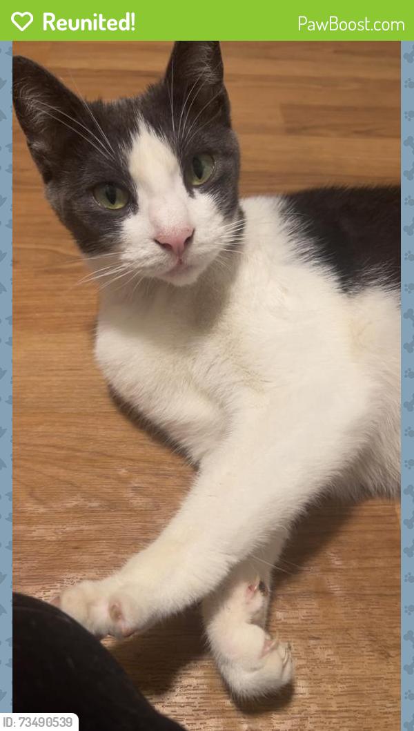 Reunited Unknown Cat last seen 8th Ward Playground, Washington, PA 15301