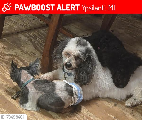 Lost Male Dog last seen Big Pine and S Huron River Dr, Ypsilanti, MI 48197
