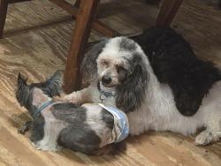 Lost Male Dog last seen Big Pine and S Huron River Dr, Ypsilanti, MI 48197