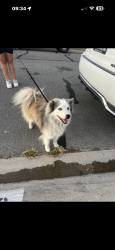 Reunited Female Dog last seen Paul’s place, Anaheim, CA 92804
