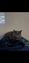 Reunited Female Cat last seen Hurley way and Fulton ave, Sacramento, CA 95825