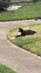 Found/Stray Unknown Dog last seen In said the Providence at Memorial apmts, Houston, TX 77055