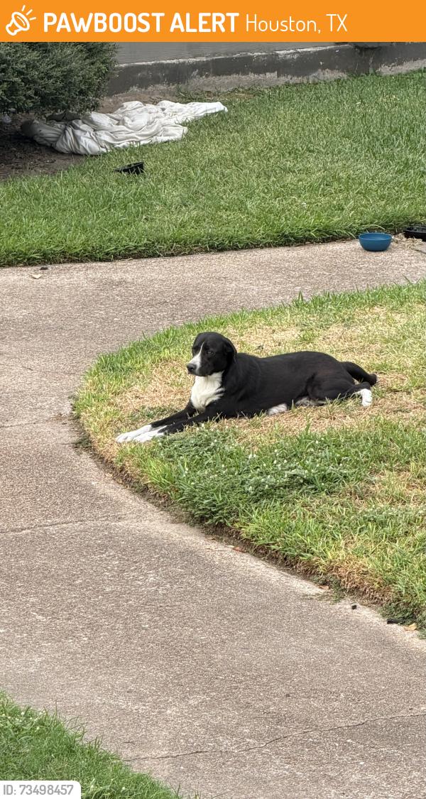 Found/Stray Unknown Dog last seen In said the Providence at Memorial apmts, Houston, TX 77055