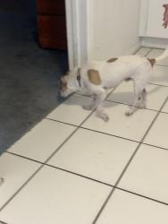 Found/Stray Male Dog last seen Broadway and Gilbert, Mesa, AZ 85206