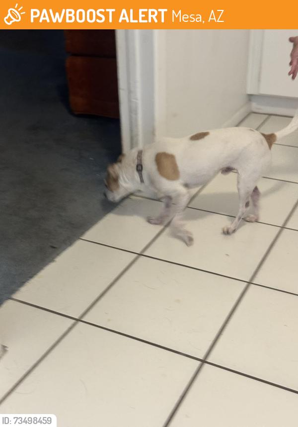 Found/Stray Male Dog last seen Broadway and Gilbert, Mesa, AZ 85206