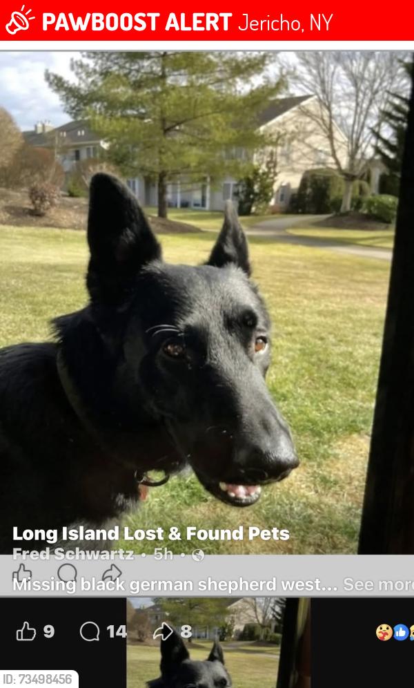 Lost Male Dog last seen Warren lane & Saratoga, Jericho, NY 11753