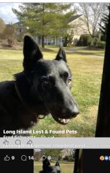 Lost Male Dog last seen Warren lane & Saratoga, Jericho, NY 11753