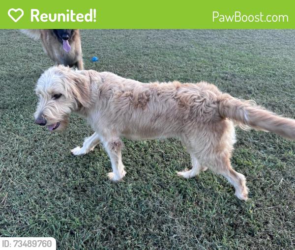 Reunited Male Dog last seen Fork shoals rd / E Sloan rd, Piedmont, SC 29673