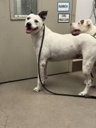 Shelter Stray Female Dog last seen , 4000 N Silverbell Rd, Tucson, AZ 85745, USA