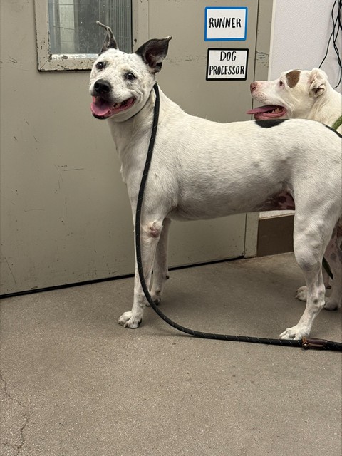 Shelter Stray Female Dog last seen , 4000 N Silverbell Rd, Tucson, AZ 85745, USA