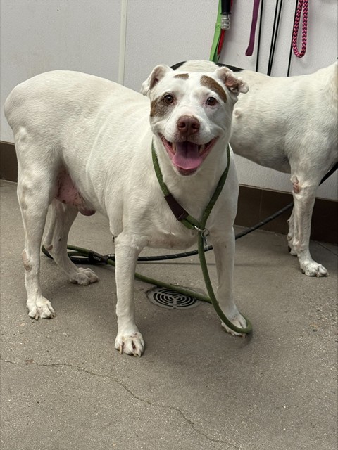Shelter Stray Female Dog last seen , 4000 N Silverbell Rd, Tucson, AZ 85745, USA