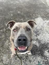 Shelter Stray Male Dog last seen Near BLOCK W BUNCHE PARK DR, 3599 NW 79th Ave, Doral, FL 33122, USA