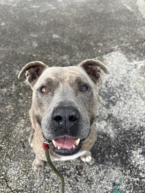 Shelter Stray Male Dog last seen Near BLOCK W BUNCHE PARK DR, 3599 NW 79th Ave, Doral, FL 33122, USA